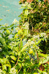 Dichroa Febrifuga plant in Zurich in Switzerland 16.6.25