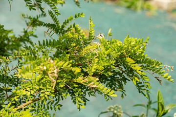 Sophora Toromiro plant in Zurich in Switzerland 16.6.25