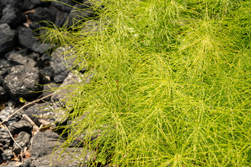 Meadow horse tail or Equisetum Pratense plant in Zurich in Switzerland 16.6.25