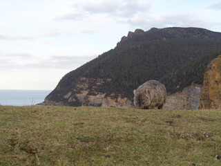 a wombat in Maria Island Tasmania Australia
