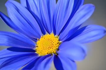 Vibrant blue daisy flower with bright yellow center in close up macro detail