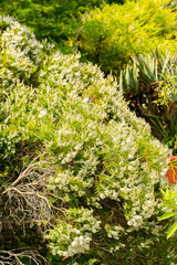 Hebe Traversii plant in Zurich in Switzerland 16.6.25