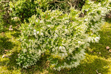 Hebe Traversii plant in Zurich in Switzerland 16.6.25