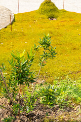 Chilean lantern tree or Crinodendron Hookerianum plant in Zurich in Switzerland 16.6.25