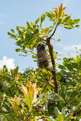 Saw banksia or Banksia Serrata plant in Zurich in Switzerland 16.6.25