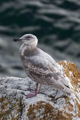 Juvenile glaucous-winged gull (Larus glaucescens) at the ocean.