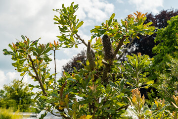 Saw banksia or Banksia Serrata plant in Zurich in Switzerland 16.6.25