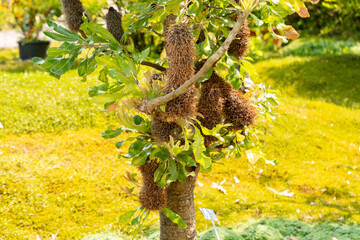 Saw banksia or Banksia Serrata plant in Zurich in Switzerland 16.6.25