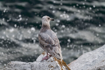 Juvenile glaucous-winged gull (Larus glaucescens) at the ocean.