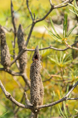 Hill banksia or Banksia Collina plant in Zurich in Switzerland 16.6.25