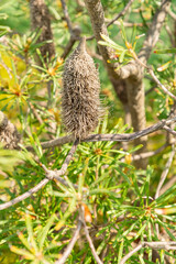 Hill banksia or Banksia Collina plant in Zurich in Switzerland 16.6.25