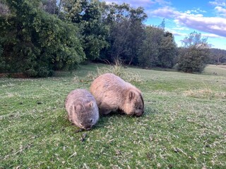 a wombat in Maria Island Tasmania Australia