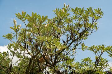 Coast banksia or Banksia Integrifolia plant in Zurich in Switzerland 16.6.25