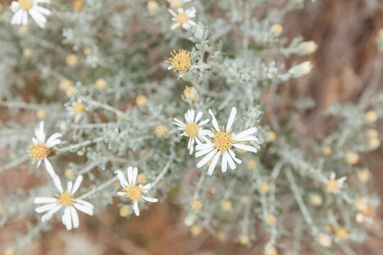 Close-up of aster flowers