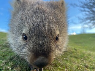 a wombat child in Maria Island Tasmania Australia