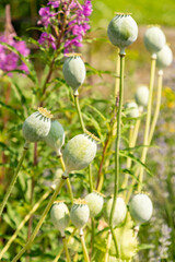 Opium poppy or Papaver Somniferum plant in Zurich in Switzerland 16.6.25