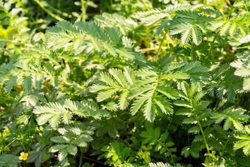 Silverweed or Argentina Anserina plant in Zurich in Switzerland 16.6.25