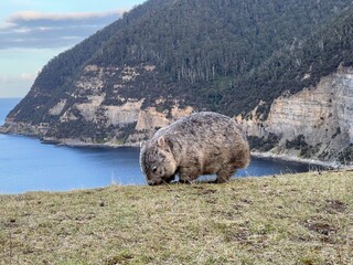 a wombat in Maria Island Tasmania Australia