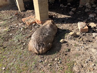 a wombat in Maria Island Tasmania Australia