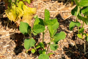 Soy bean or Glycine Max plant in Zurich in Switzerland 16.6.25