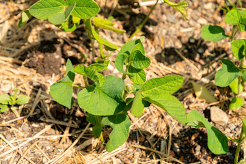 Soy bean or Glycine Max plant in Zurich in Switzerland 16.6.25