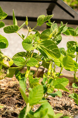 Soy bean or Glycine Max plant in Zurich in Switzerland 16.6.25