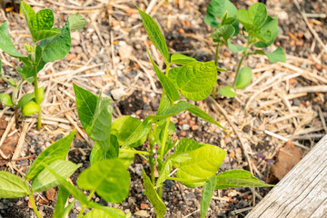 Adzuki bean or Vigna Angularis plant in Zurich in Switzerland 16.6.25