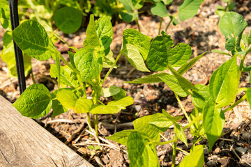 Adzuki bean or Vigna Angularis plant in Zurich in Switzerland 16.6.25