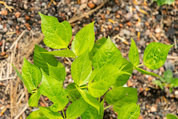Green gram or Vigna Radiata plant in Zurich in Switzerland 16.6.25