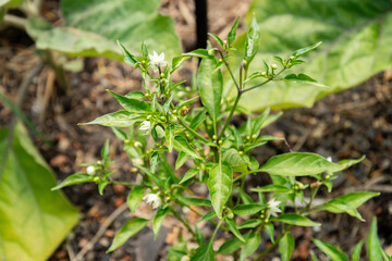 Capsicum Annuum Thai Hot plant in Zurich in Switzerland 16.6.25
