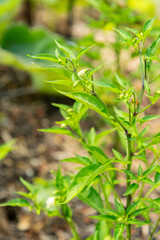 Capsicum Annuum Thai Hot plant in Zurich in Switzerland 16.6.25