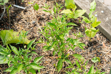 Capsicum Annuum Thai Hot plant in Zurich in Switzerland 16.6.25