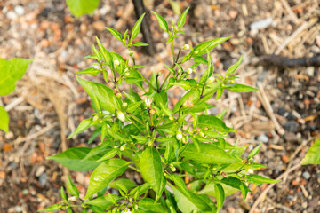 Capsicum Annuum Thai Hot plant in Zurich in Switzerland 16.6.25