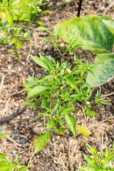 Capsicum Annuum Thai Hot plant in Zurich in Switzerland 16.6.25