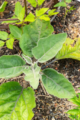 Eggplant or Solanum Melongena plant in Zurich in Switzerland 16.6.25