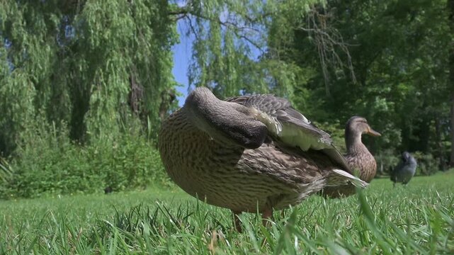 Mallard Duck (Anas platyrhynchos) females preening in closeup. June, Kent, UK [Half speed]