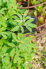 Fenugreek or Trigonella Foenum Graecum plant in Zurich in Switzerland 16.6.25