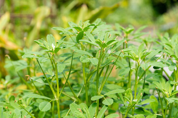 Fenugreek or Trigonella Foenum Graecum plant in Zurich in Switzerland 16.6.25