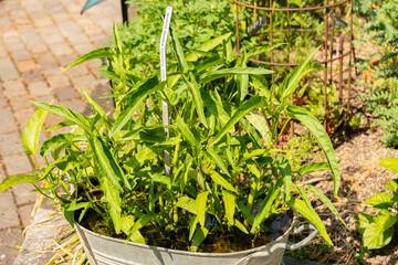 Water spinach or Ipomoea Aquatica plant in Zurich in Switzerland 16.6.25
