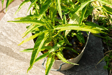 Naklejka premium Water spinach or Ipomoea Aquatica plant in Zurich in Switzerland 16.6.25