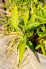 Water spinach or Ipomoea Aquatica plant in Zurich in Switzerland 16.6.25