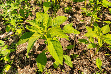 Tassel flower or Amaranthus Caudatus Kiwicha plant in Zurich in Switzerland 16.6.25