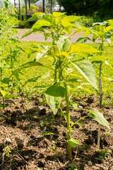 Tassel flower or Amaranthus Caudatus Kiwicha plant in Zurich in Switzerland 16.6.25