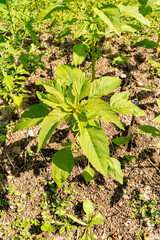 Tassel flower or Amaranthus Caudatus Kiwicha plant in Zurich in Switzerland 16.6.25