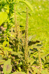 Blood amaranth or Amaranthus Cruentus plant in Zurich in Switzerland 16.6.25