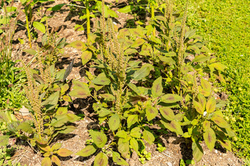 Blood amaranth or Amaranthus Cruentus plant in Zurich in Switzerland 16.6.25