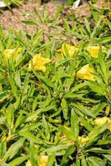 Missouri primrose or Oenothera Macrocarpa plant in Zurich in Switzerland 16.6.25
