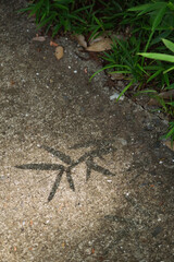 shadow of the leaves on concrete pavement outdoors, abstract background