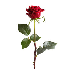 Single red rose on black background (1)