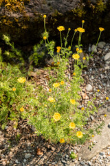 Erodium Absinthoides plant in Zurich in Switzerland 16.6.25
